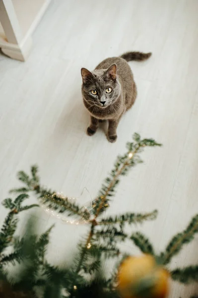 Gray Cat Russian Blue Breed Christmas Tree Funny Pets Festive — Stock Photo, Image