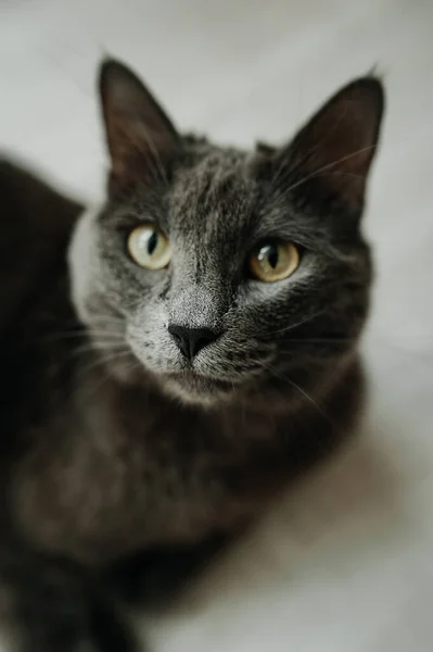 Rusya Nın Mavi Soyundan Gri Bir Kedinin Yüzü Dikey Seçici — Stok fotoğraf