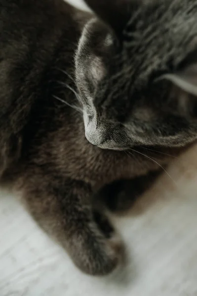 Hloubka Pole Kočičího Nosu Tvář Šedé Krátkosrsté Kočky Ruského Modrého — Stock fotografie