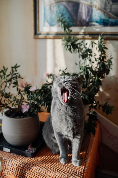 Gray Shorthair Cat British Breed Yawns Funny Shows His Tongue — стоковое фото