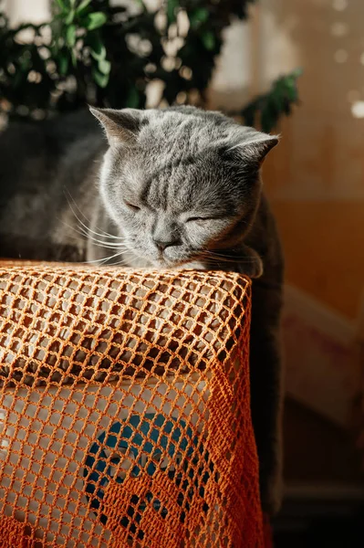 Beautiful Well Fed Gray Purebred British Cat Sleeps Paw Red — Foto de Stock