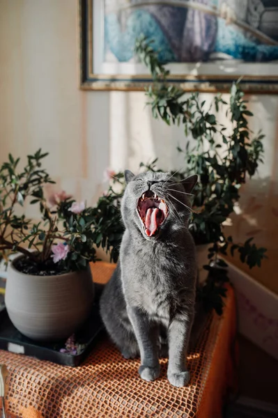 Gray Shorthair Cat British Breed Yawns Funny Shows His Tongue — Stok fotoğraf