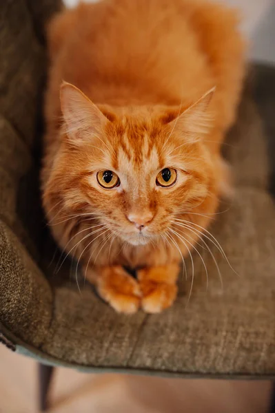 英俊的红头发猫 大眼睛 白胡子 躺在椅子上 一只整洁整洁的绒毛宠物 猫毛护理 选择性重点 — 图库照片