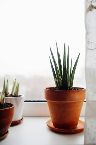 Planta Verde Sanseveria Suculenta Alféizar Ventana Madera Planta Fácil Cuidar — Foto de Stock