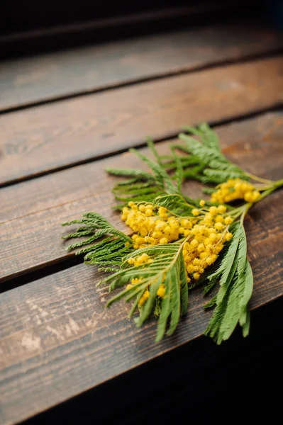 Koyu ahşap bir pencerenin üzerinde mimoza filizi. Bahar havası. seçici odak