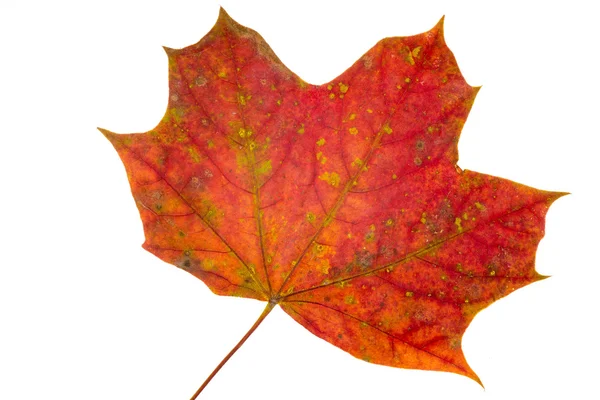 Herbstblatt. — Stockfoto