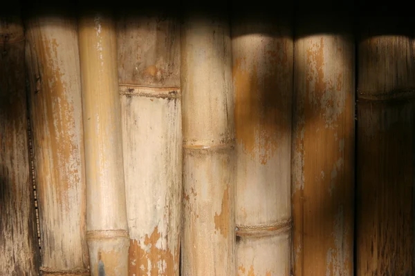 Bambu. — Stok fotoğraf