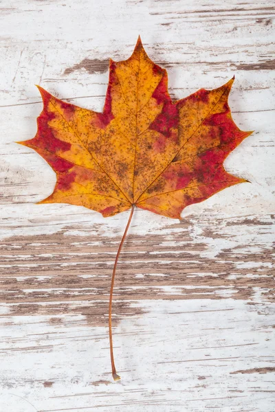 Herbstblatt — Stockfoto