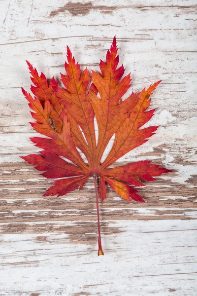 Herfstblad — Stockfoto