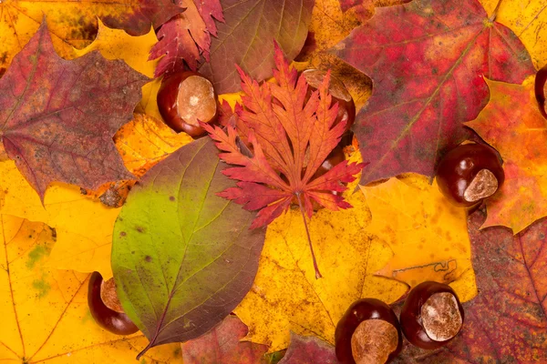 Herfstbladeren — Stockfoto