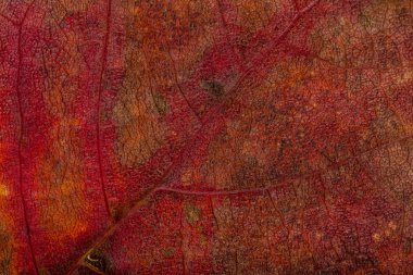 sonbahar yaprak dokusu