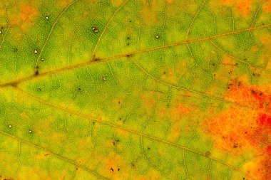 sonbahar yaprak dokusu