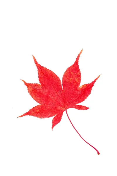 Autumn leaf — Stock Photo, Image