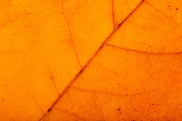 Textura da folha de outono — Fotografia de Stock
