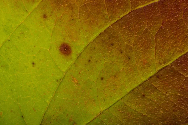 Laubstruktur im Herbst — Stockfoto