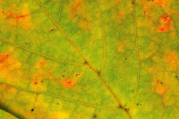 Herfst blad textuur — Stockfoto