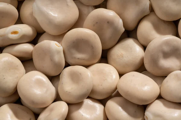 Gedetailleerde Grote Close Shot Van Lupine Beans — Stockfoto
