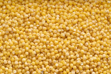 Detaylı ve geniş ölçekli sorgum görüntüsü.