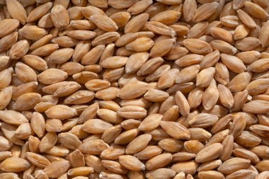 Ayrıntılı ve geniş einkorn yakın çekim.