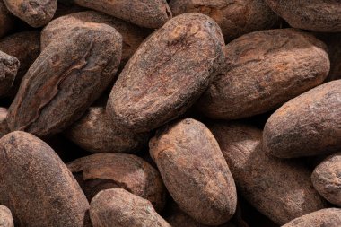 Ayrıntılı ve büyük boy kakao çekirdeği..