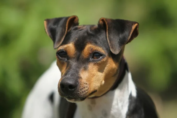 Brasil Terrier — Stok fotoğraf