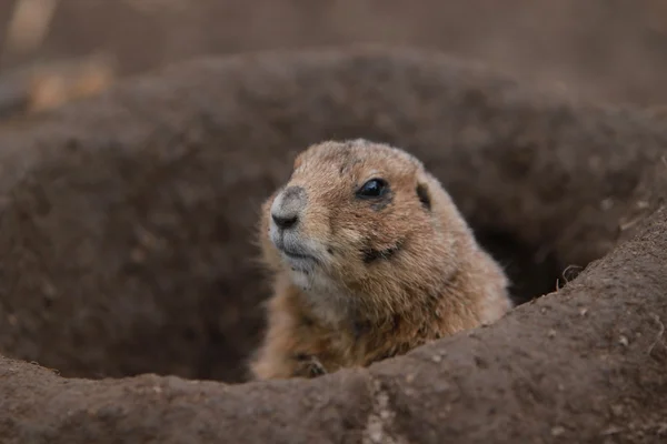 Siyah kuyruklu çayır köpeği.