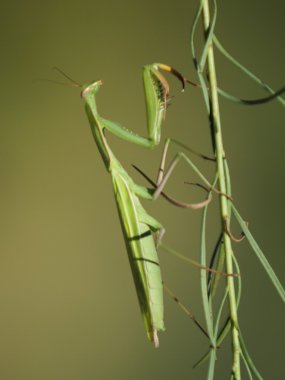 Avrupa mantis