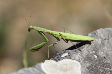 Avrupa mantis