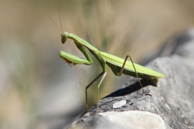 Avrupa mantis
