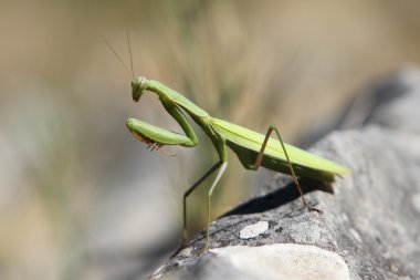 Avrupa mantis