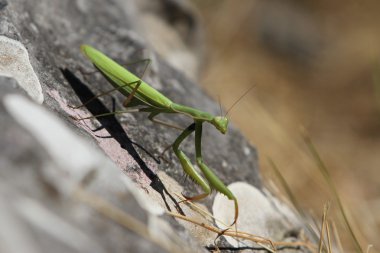 Avrupa mantis