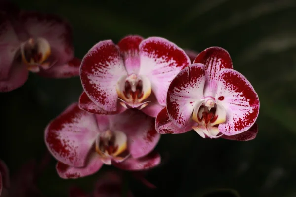 Orchideeën bloem — Stockfoto