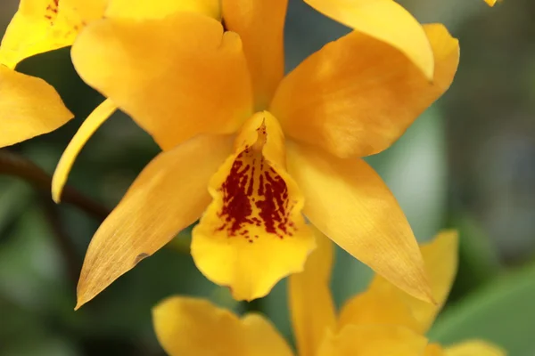 Orchideeën bloem — Stockfoto