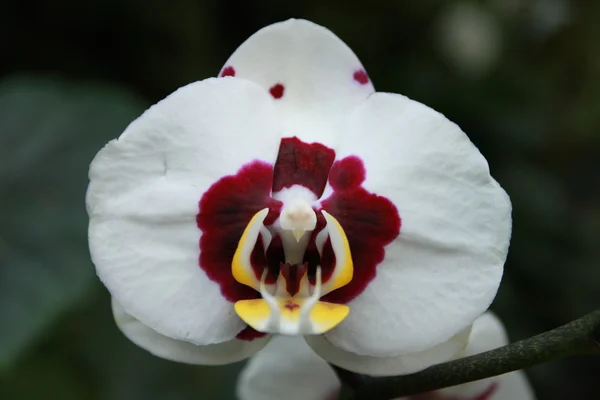 Orchideeën bloem — Stockfoto