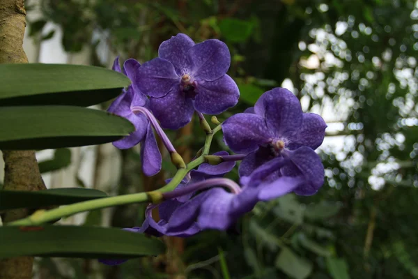 Цветок орхидей — стоковое фото
