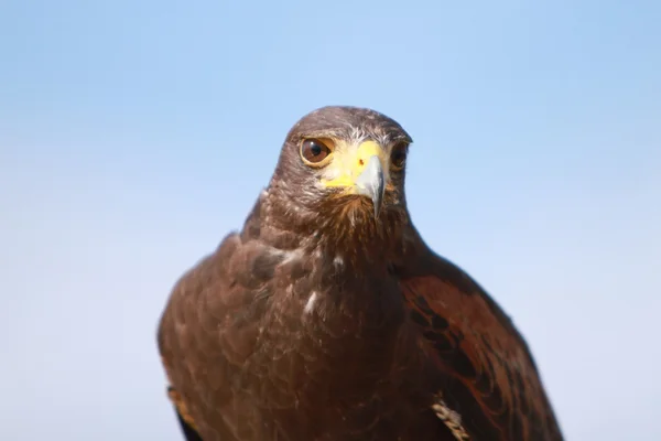 Harris's Hawk — Stock Photo, Image