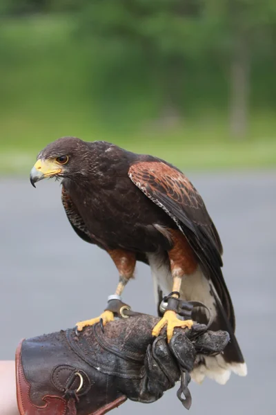 Harris's Hawk — Stock Photo, Image