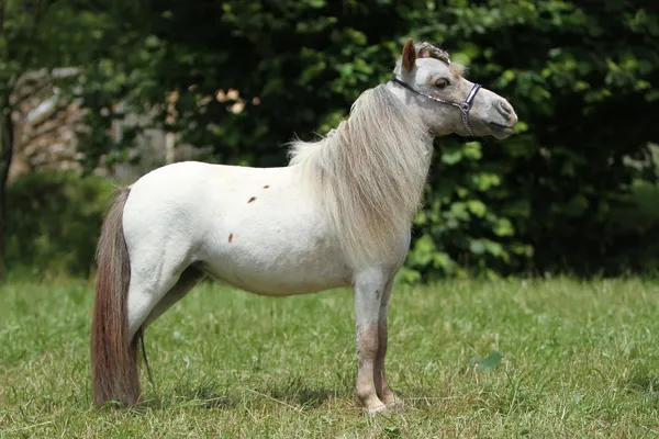 Американская мини-лошадь — стоковое фото