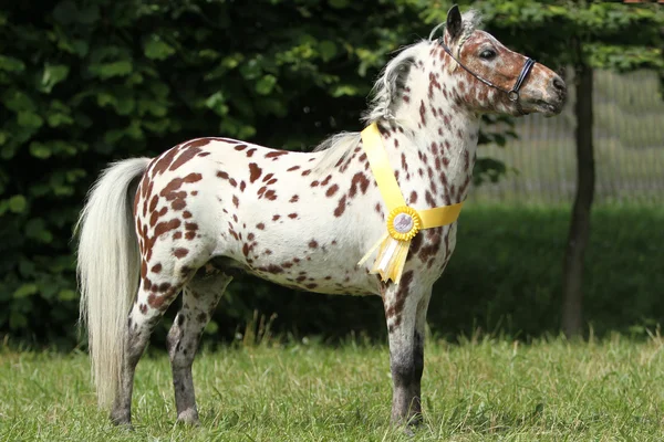 Mini caballo americano — Foto de Stock