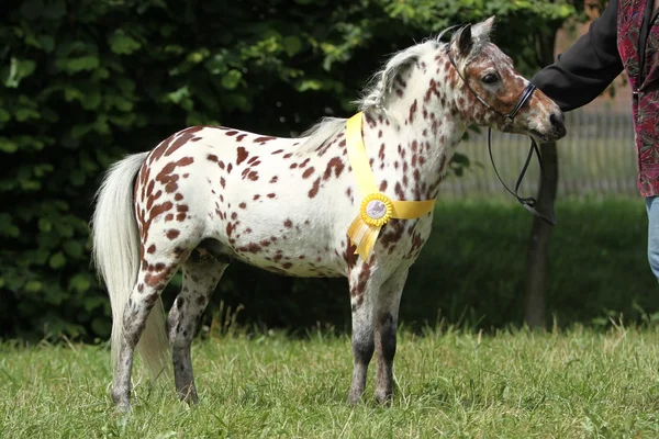 Mini caballo americano — Foto de Stock