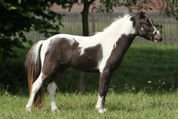 Amerikanska mini häst — Stockfoto