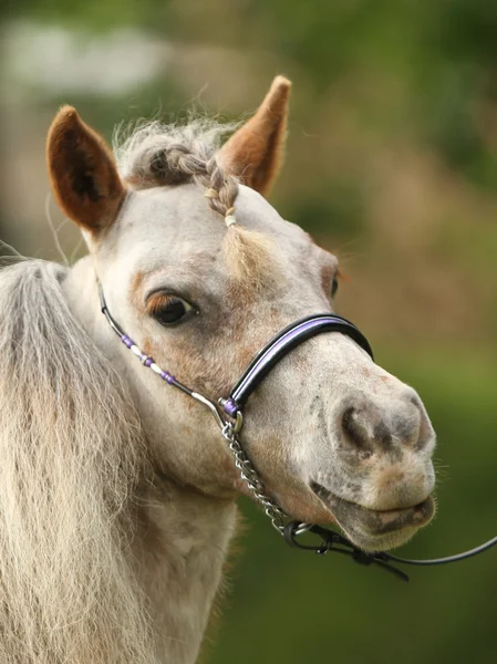 Amerykański mini koń — Zdjęcie stockowe