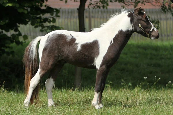 Amerikaanse mini paard — Stockfoto