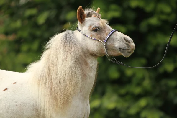 アメリカの小型の馬 — ストック写真