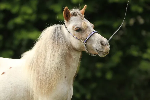 アメリカの小型の馬 — ストック写真