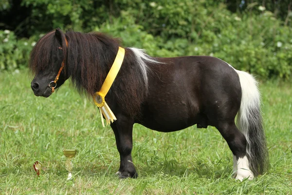 Pony de Shetland — Foto de Stock