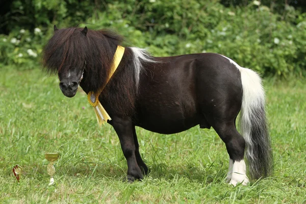 Pony de Shetland — Foto de Stock