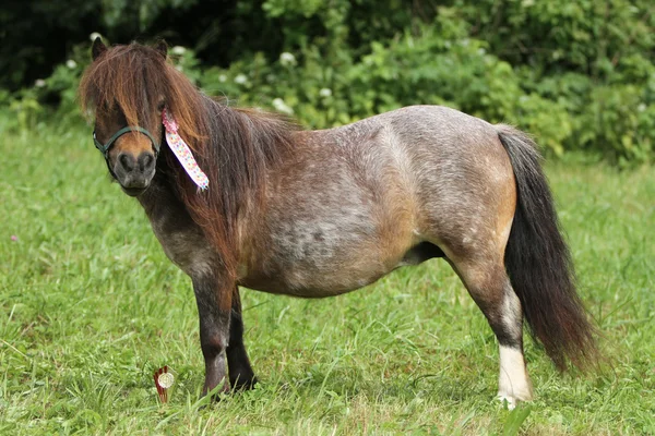 Pony de Shetland — Foto de Stock