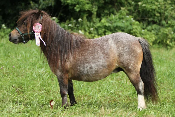 Pony de Shetland — Foto de Stock