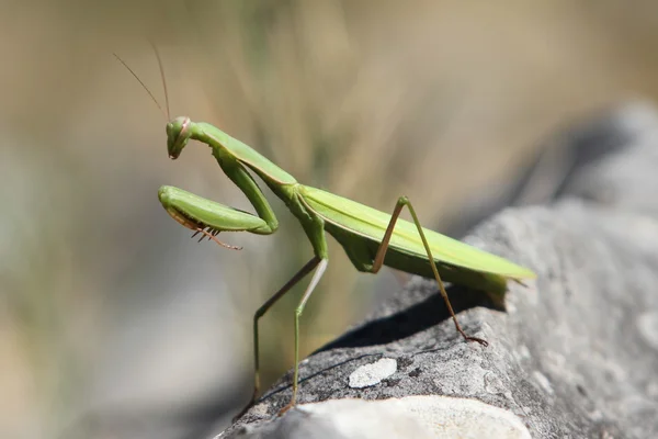 Avrupa mantis